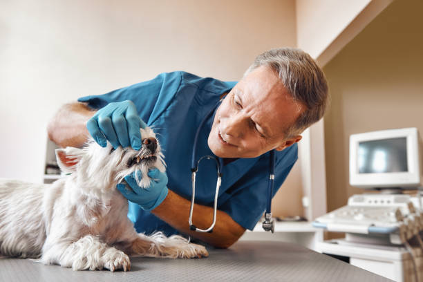Best Emergency Tooth Extraction in Fourche Crossing, LA